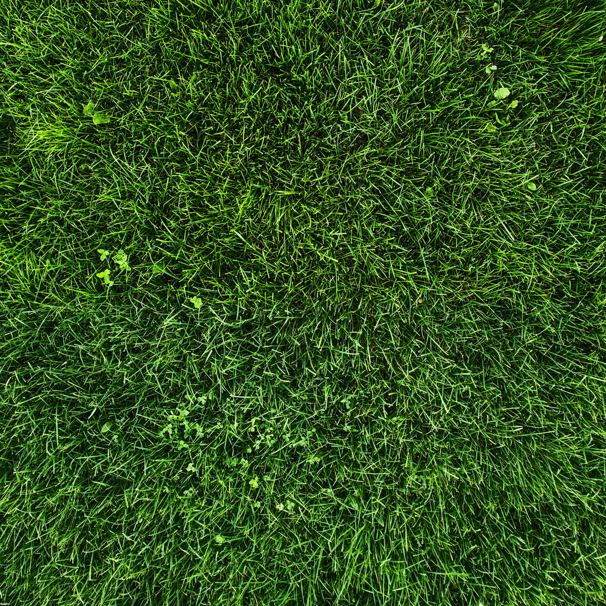 Grass